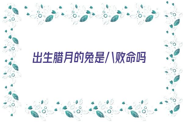 出生腊月的兔是八败命吗《出生腊月的兔是八败命就不好吗》