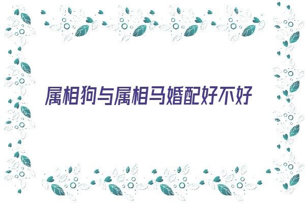 属相狗与属相马婚配好不好《属相狗与属相马婚配好不好呢》